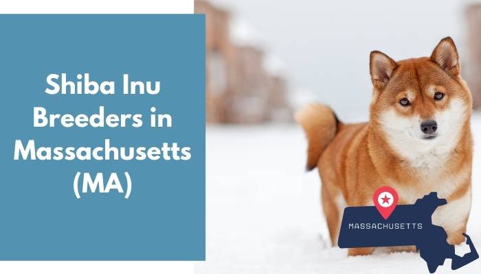 Shiba Inu Breeders in Massachusetts MA