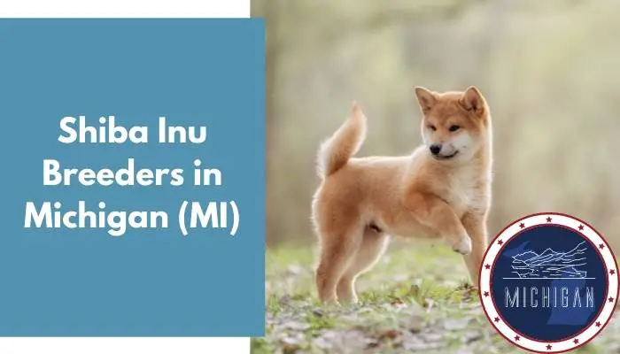 Shiba Inu Breeders in Michigan MI