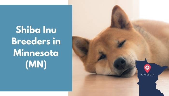 Shiba Inu Breeders in Minnesota MN