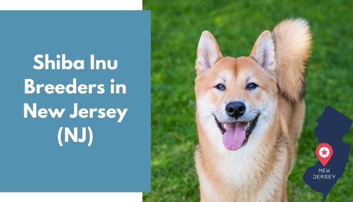 Shiba Inu Breeders in New Jersey NJ