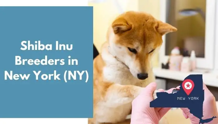 Shiba Inu Breeders in New York NY