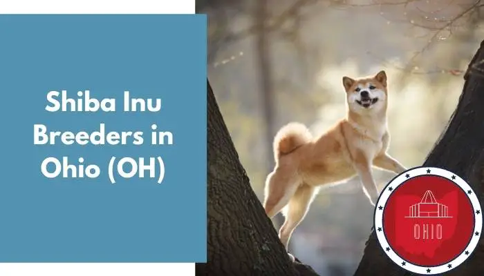 Shiba Inu Breeders in Ohio OH