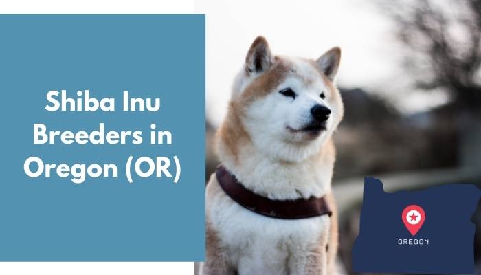 Shiba Inu Breeders in Oregon OR