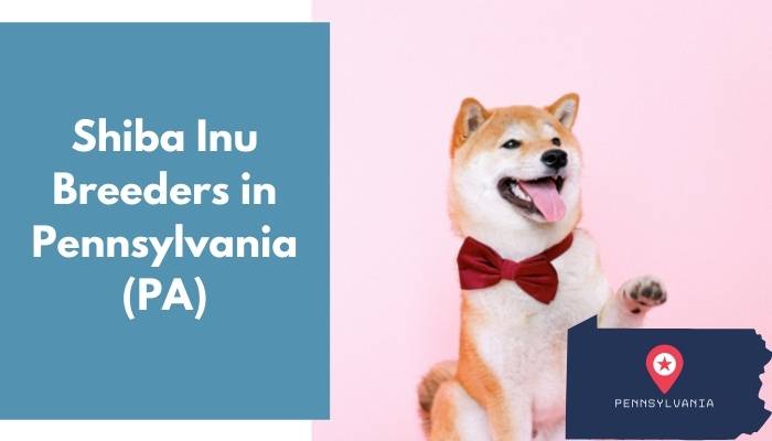 Shiba Inu Breeders in Pennsylvania PA