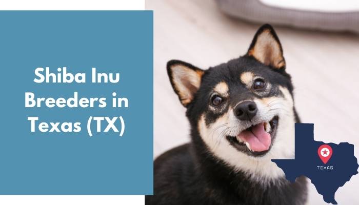 Shiba Inu Breeders in Texas TX