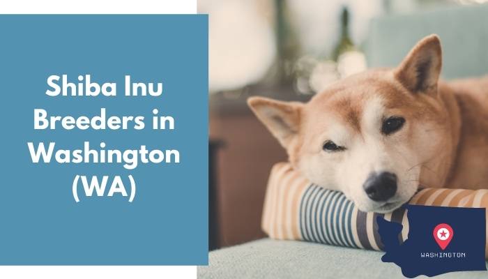 Shiba Inu Breeders in Washington WA