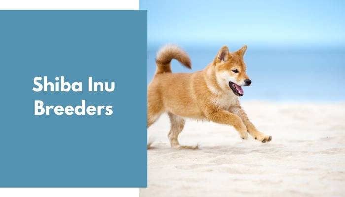 Shiba Inu Breeders