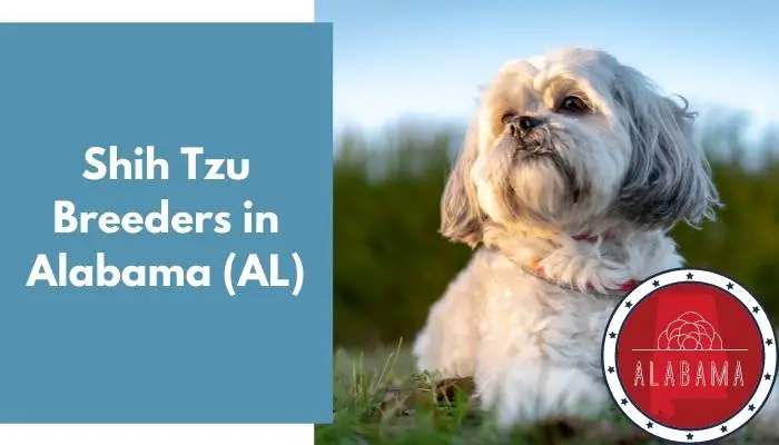 Shih Tzu Breeders in Alabama AL