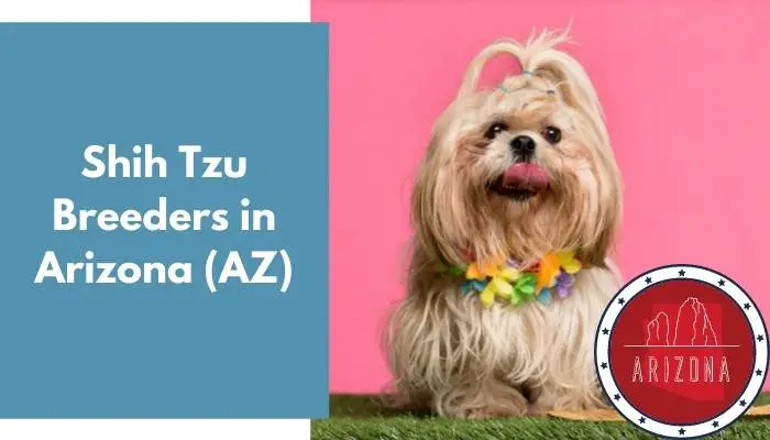 Shih Tzu Breeders in Arizona AZ