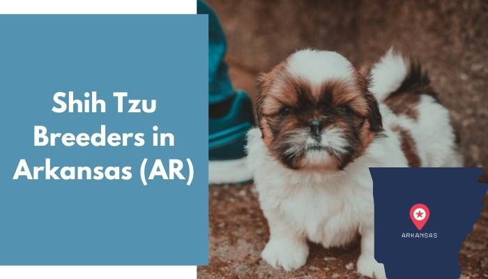 Shih Tzu Breeders in Arkansas AR