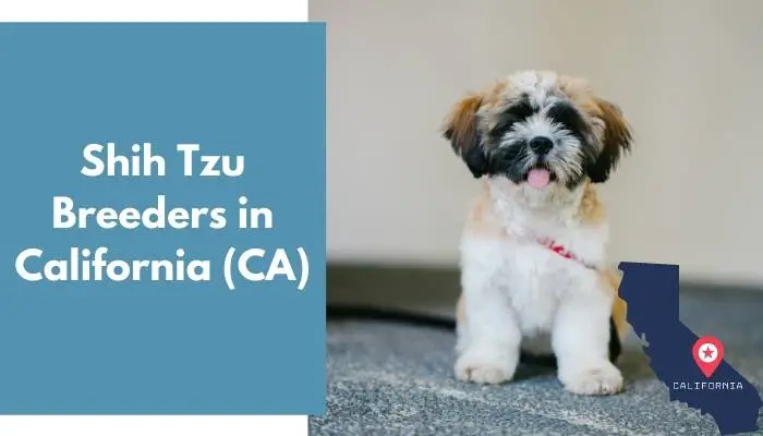 Shih Tzu Breeders in California CA