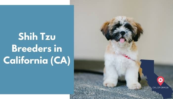 Shih Tzu Breeders in California CA