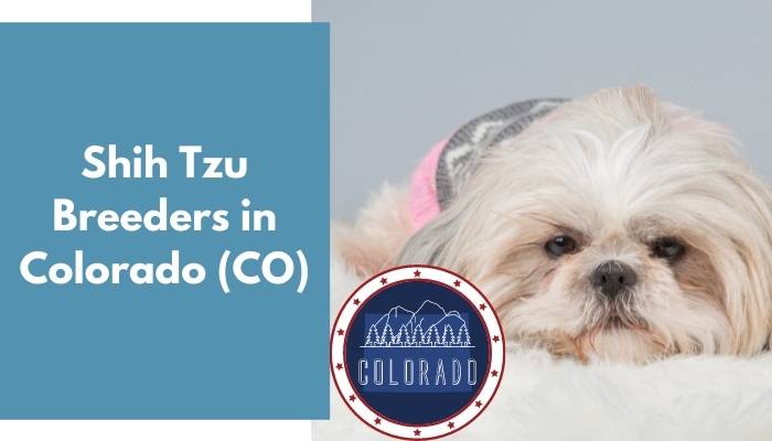 Shih Tzu Breeders in Colorado CO