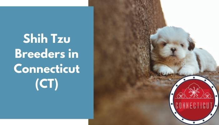 Shih Tzu Breeders in Connecticut CT