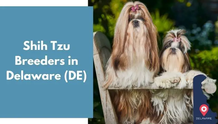 Shih Tzu Breeders in Delaware DE