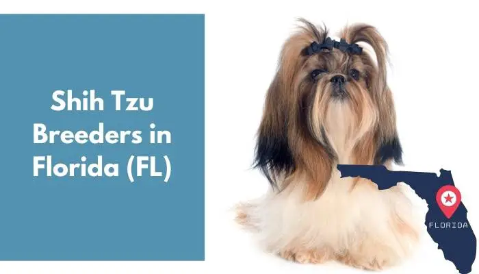 Shih Tzu Breeders in Florida FL