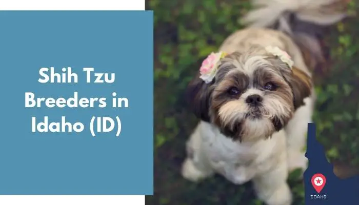 Shih Tzu Breeders in Idaho ID