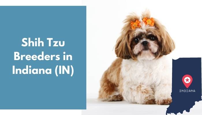 Shih Tzu Breeders in Indiana IN