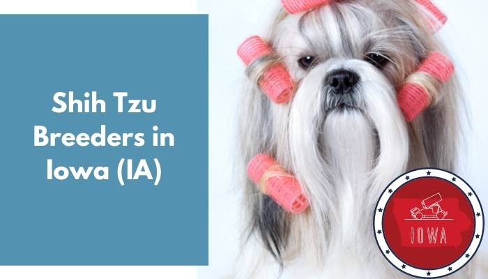 Shih Tzu Breeders in Iowa IA