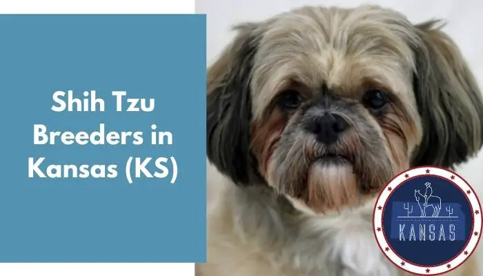 Shih Tzu Breeders in Kansas KS