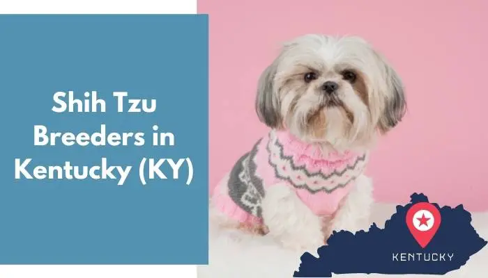 Shih Tzu Breeders in Kentucky KY