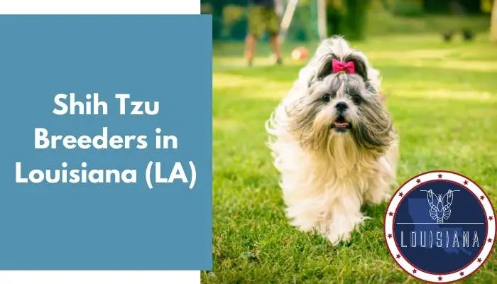 Shih Tzu Breeders in Louisiana LA