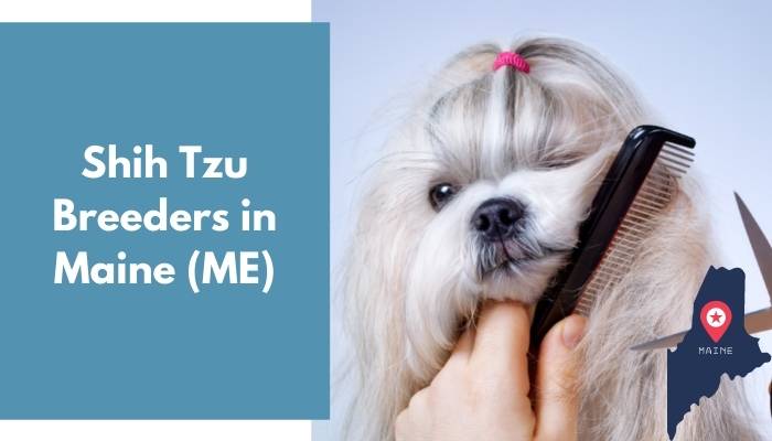 Shih Tzu Breeders in Maine ME