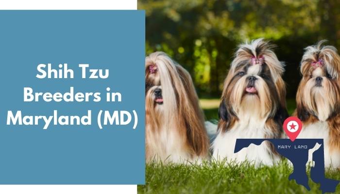 Shih Tzu Breeders in Maryland MD