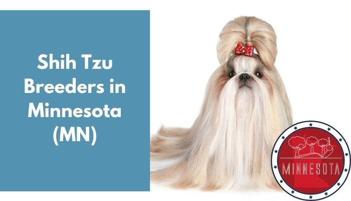 Shih Tzu Breeders in Minnesota MN