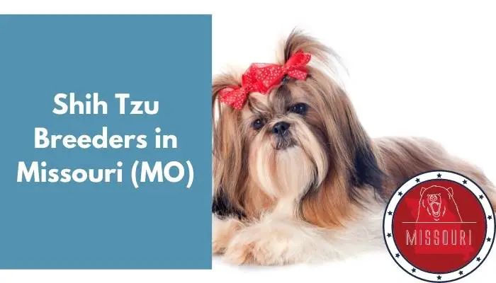Shih Tzu Breeders in Missouri MO