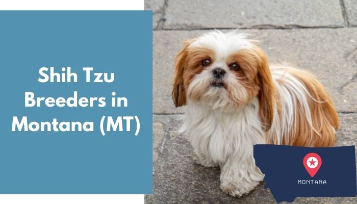 Shih Tzu Breeders in Montana MT