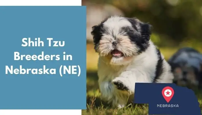 Shih Tzu Breeders in Nebraska NE