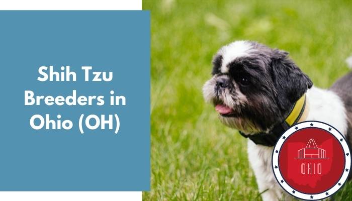 Shih Tzu Breeders in Ohio OH