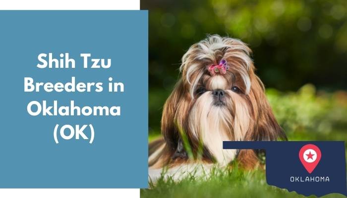 Shih Tzu Breeders in Oklahoma OK