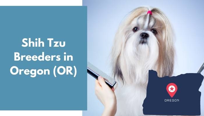 Shih Tzu Breeders in Oregon OR