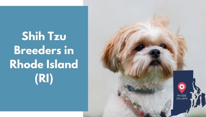 Shih Tzu Breeders in Rhode Island RI