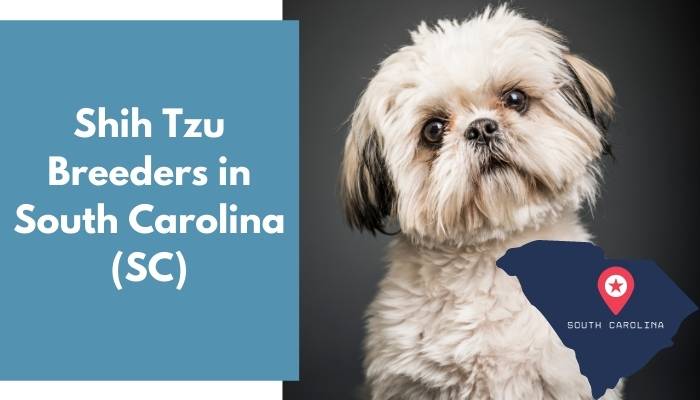 Shih Tzu Breeders in South Carolina SC