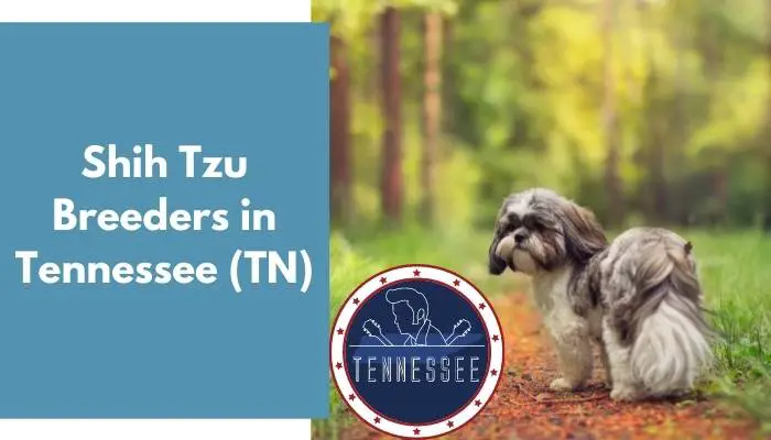 Shih Tzu Breeders in Tennessee TN