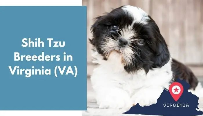 13 Shih Tzu Breeders In Virginia Va Shih Tzu Puppies For Sale Animalfate