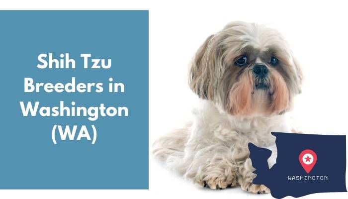 Shih Tzu Breeders in Washington WA