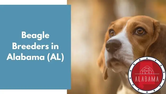 Beagle Breeders in Alabama AL