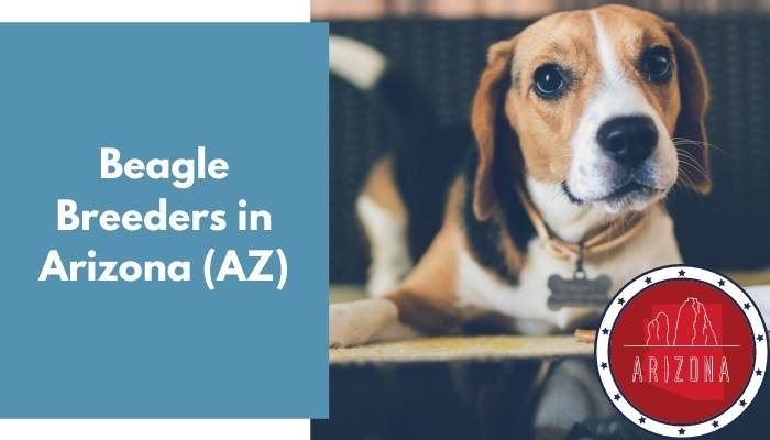 Beagle Breeders in Arizona AZ