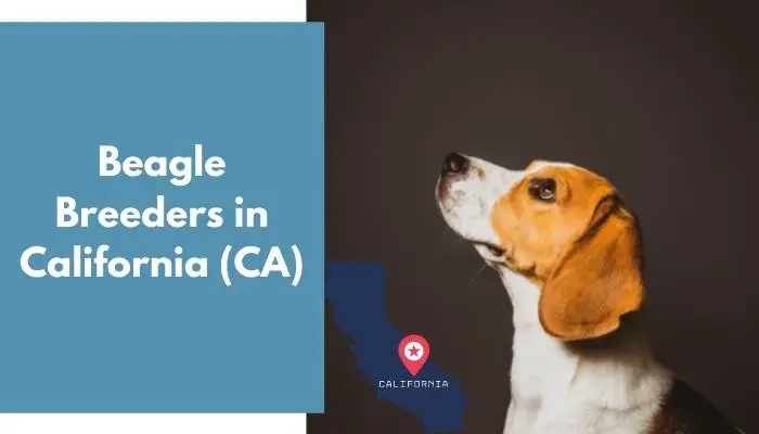 Beagle Breeders in California CA