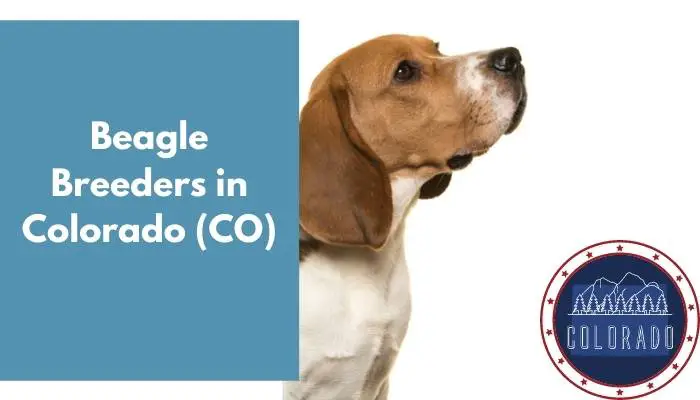 Beagle Breeders in Colorado CO