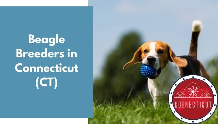 Beagle Breeders in Connecticut CT