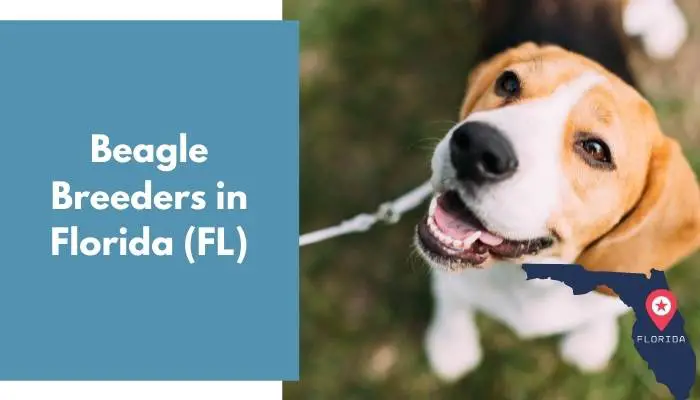 Beagle Breeders in Florida FL
