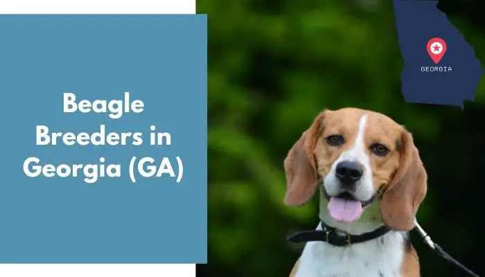 Beagle Breeders in Georgia GA