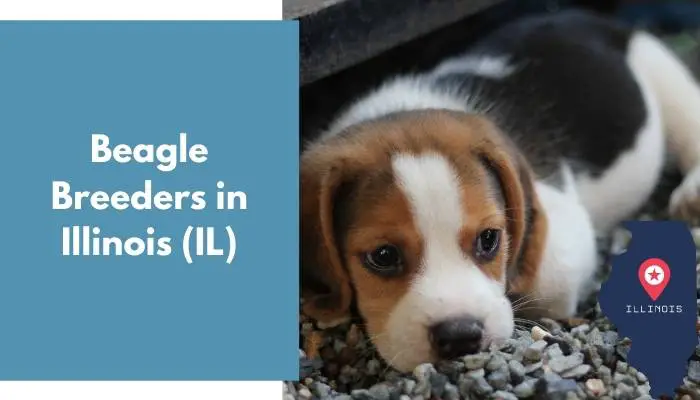 Beagle Breeders in Illinois IL