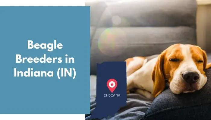 Beagle Breeders in Indiana IN