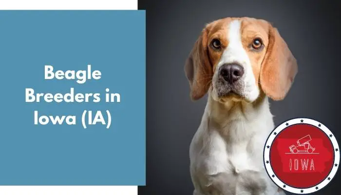 Beagle Breeders in Iowa IA